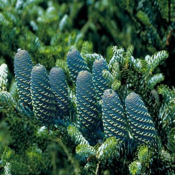Abies Koreana (Koreaanse Zilverspar)