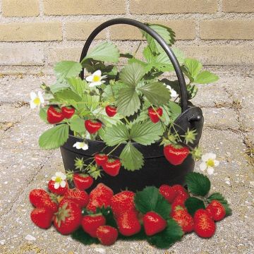 Fraisier Fragaria Ostara Chaudron