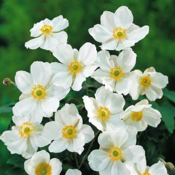 Anemone Honerine Jobert