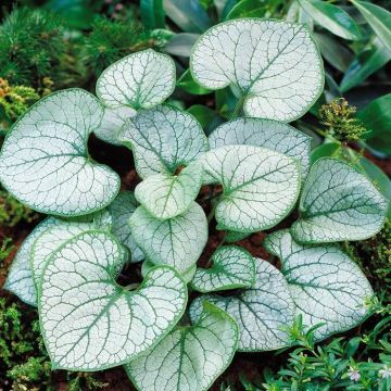Brunnera macrophylla 'Jack Frost' 9 cm p