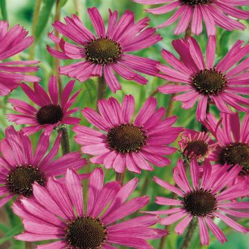Echinacea angustiflora Rock