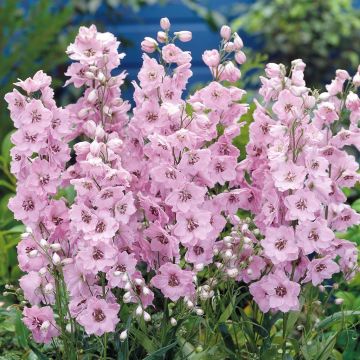Delphinium hybride Pacific Giants x 3