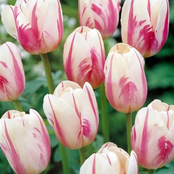 Tulip Rembrandt Sorbet