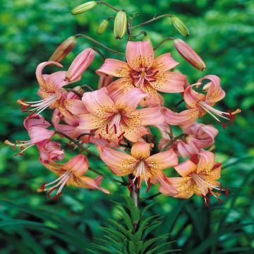 Lilium Tigrinum 'Pink Tiger'