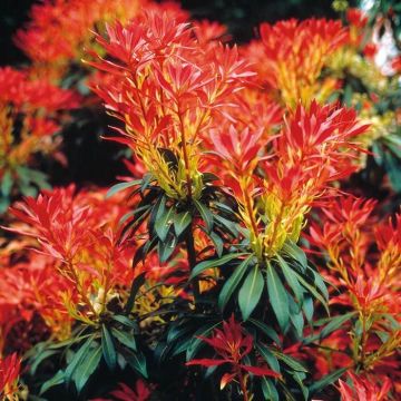 Pieris Forest Flame Rotsheide 9 cm