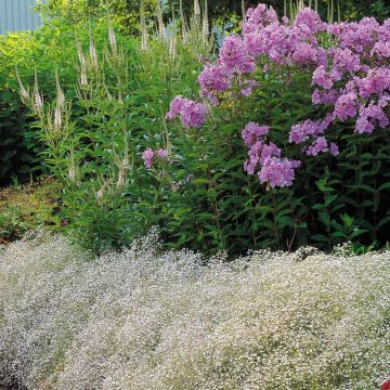 Phlox Cymb Babies Breath