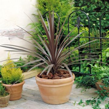 Cordyline Red Star B