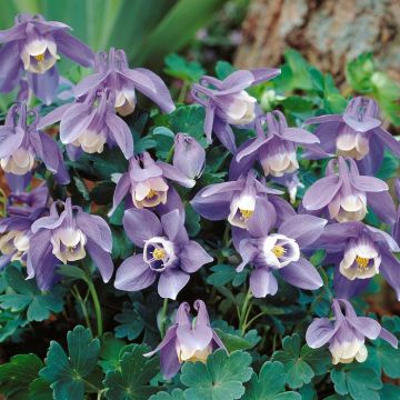 Aquilegia Flabellata Ministar