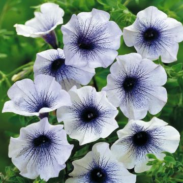Petunia Blue Vein