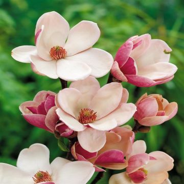 Magnolia 'Satisfaction'