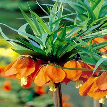 Fritillaria Imperialis