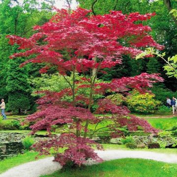 Japanse Acer palmatum Atropurpurea 9 cm