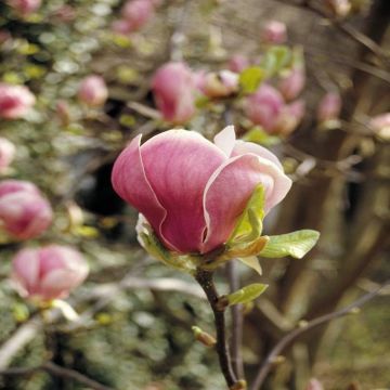 Magnolia Soulangeana