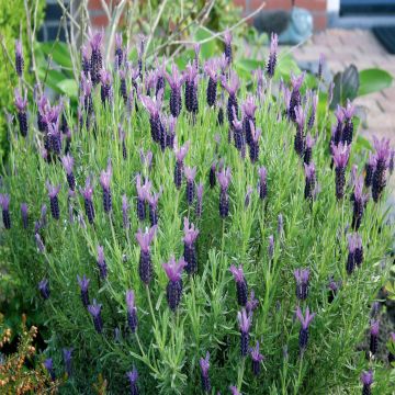 Lavender Stoechas 17 cm pot
