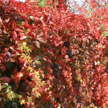 Parthenocissus veitchii (Wilde Wingerd)