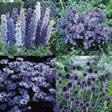 Blue Garden delph-Phlox Sky Scrap - Aster Blue -Echinops