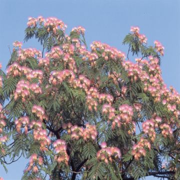 Albizia julibrissin rosea