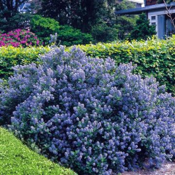 Ceanothus Yankee Point