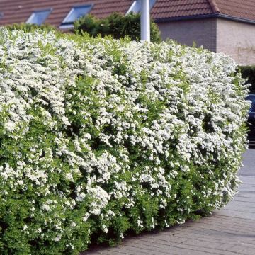 Spiraea Arguta Haagplanten x 5