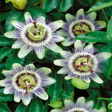 Passiflora Caerulea