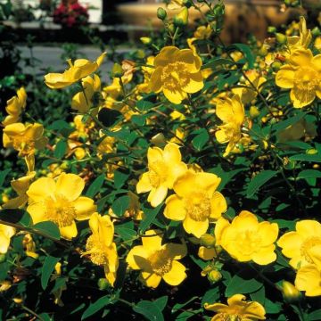 Hypericum Hidcote (Hertshooi)
