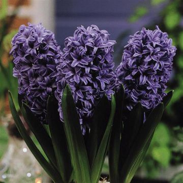Hyacinth Blue Los