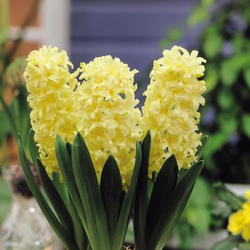 Hyacinth City of Haarlem