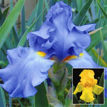Iris Barb. Heav.Blue+Golden