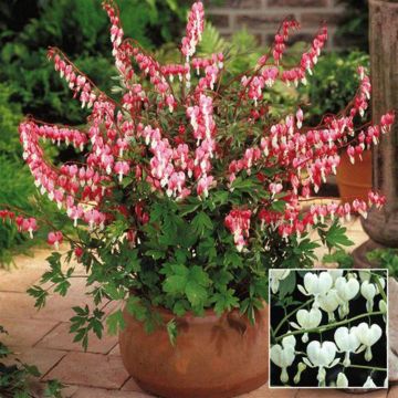 Dicentra spectabilis Bloedend Hart combo