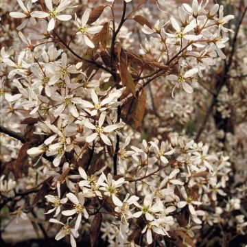 Amelanchier lamarckii 19 cm