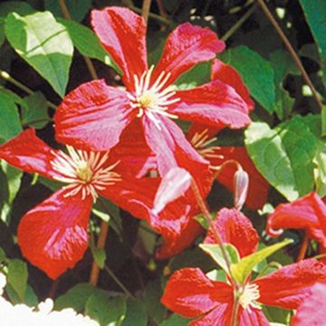 Clematis viticella Mad Julia Corevon