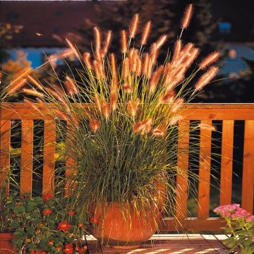 Pennisetum alopecuroides Herbstfreude