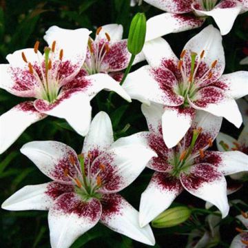 Lilium asiatic Cecil