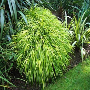 Hakonechloa macra Aureola