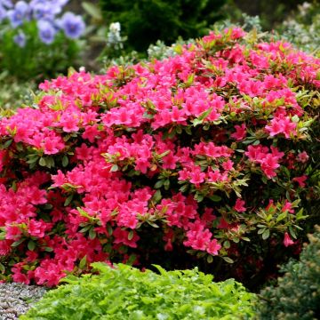 Azalea Japonica Rood 13 cm pot