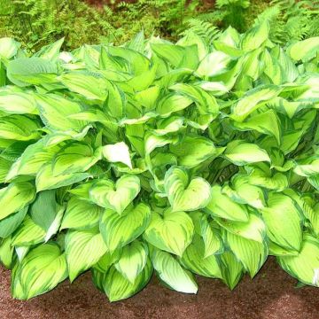 Hosta Fortunei Albopicta