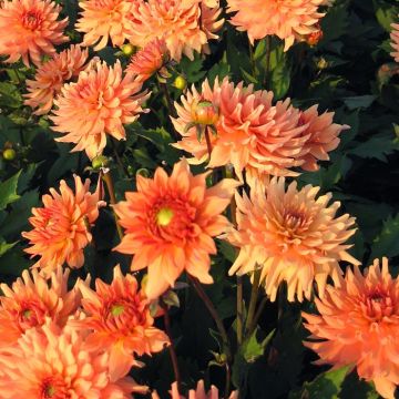 Dahlia decorative orange 17 cm pot