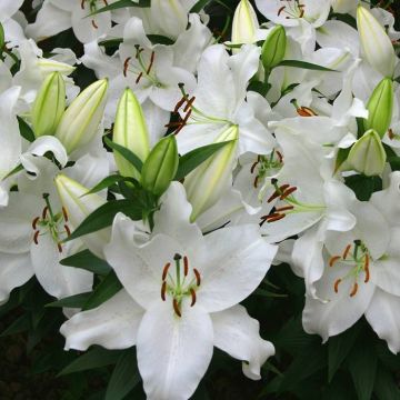 Lilium orientale True Emotion