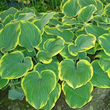 Hosta Wide Brim Hartlelie