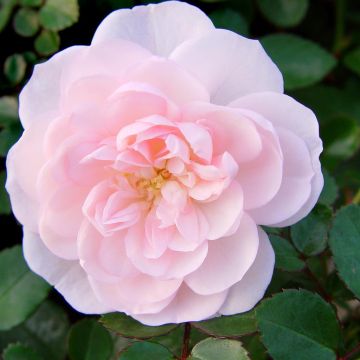 Bodembedekkende Roos Sea Foam