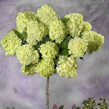Hortensia Paniculata Limelight Op Stam