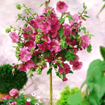 Malva Lavatera Bredon Springs op stam