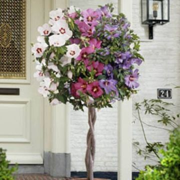 Standard Hibiscus tricolor op gevlochten stam