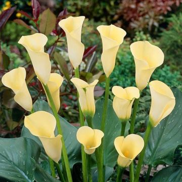 Zantedeschia Saturnus