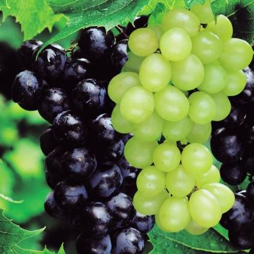 Vitus Grapevine Combo