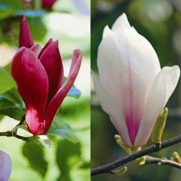 Magnolia Combo Susan/Soulangeana