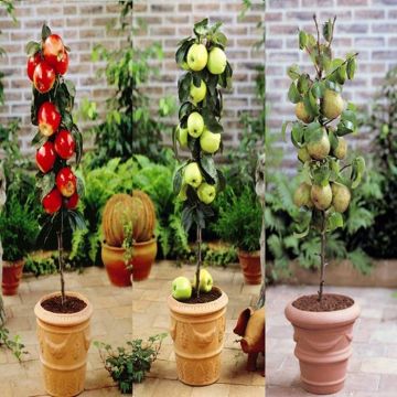 Malus dom. - Pyrus dom. Collection