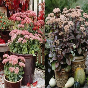 Sedum combo