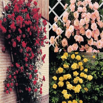 Klimroos Collectie in 3 Kleuren