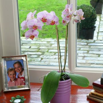 Phaleanopsis Pink Stripe 1